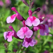 Salvia Icing Sugar